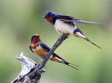 Swallow Birding & Wildlife Tours